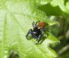Carrhotus xanthogramma